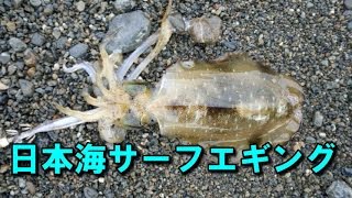 【日本海サーフエギング】9月中旬、秋のアオリイカを釣りに行ってきました！砂浜でのエギングはライバル不在で釣りやすい！釣れるポイントは磯に囲まれたサーフに回遊してくることが多いです。 [upl. by Yanrahs]