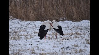 Weißstörche überwintern in SüdHessen [upl. by Sandi120]