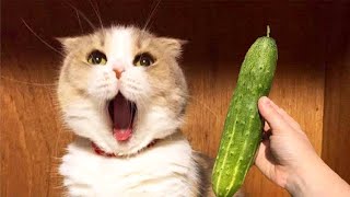 Cat Scared of Cucumber Compilation  Startled Cats Compilation 88 [upl. by Charo784]