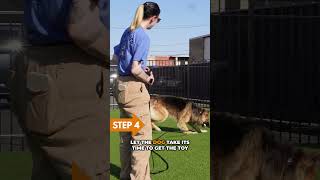 Avoid Sloppy Behavior Chains Here’s How dogtrainerlife yourdog dog rescuedog dogtrainerslife [upl. by Georgette]