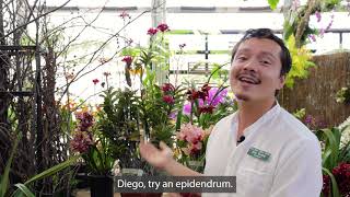 Eric Epidendrum reed stem orchid [upl. by Surtemed]