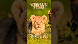 Lion cub  animals video shorts animals trending cat attitude facts [upl. by Benetta]