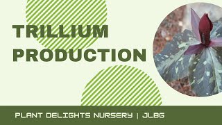 Trillium Production at Plant Delights Nursery [upl. by Aihsinyt961]