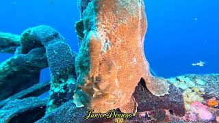 A Fantastic Creature Giant Painted Frog Fish Antennarius pictus In Moalboal Cebu Philippines 🇵🇭 [upl. by Nelaf527]