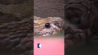 ഗേറ്റിന് അടിയിൽ അപകടകാരിയായ അണലി vavasuresh snakemaster [upl. by Miranda]