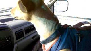 Basenji Talking During Car Ride  Part 2 [upl. by Ettenel436]