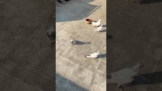 ❣️❣️ viralvideo birds 10millionviwes foryou parrot pigeon pets care [upl. by Eimaral213]