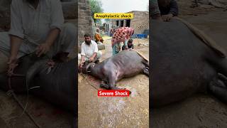 Anaphylactic shock Septicaemia  how vet saved buffalo near to death cow animals animalmedicine [upl. by Best407]