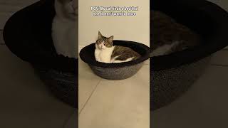 POV Cat finds the perfect cat bed [upl. by Nnylarac51]