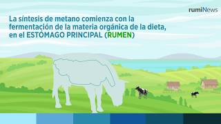 Cómo de RESPONSABLE es la GANADERÍA de la EMISIÓN de GASES de EFECTO INVERNADERO 🐄 [upl. by Marya]