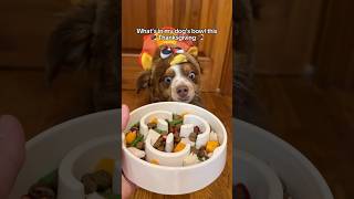 Dog friendly Thanksgiving dinner openfarmpartner openfarmpet [upl. by Halette600]