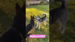 Husky vs German Shepherd [upl. by Noguchi]