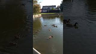 Amazing how small these ducklings are swimming in the pond [upl. by Ytiak]