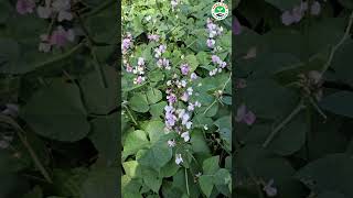 মাচাই শিম চাষ। bean cultivation agriculture bean [upl. by Sofko]