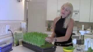 Como sembrar Hierba de Trigo paso a paso Wheatgrass [upl. by Atiuqin]