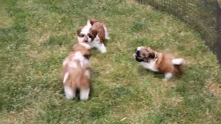 Shih Tzu Puppies For Sale [upl. by Norac]