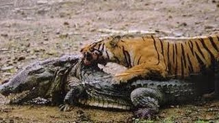 tiger attacking crocodile  Tiger kills Croccodile [upl. by Barbaresi]