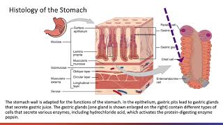 Digestive System Stomach [upl. by Gustaf]