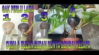 CARA MEMBUAT BONSAI KELAPA DAUN KECIL PELEPAH PENDEK DAN RENGGANG [upl. by Filemon]