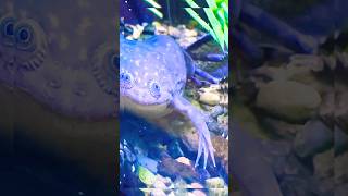 🐸 AFRICAN Clawed Frog Xenopus laevis OR Common Platanna [upl. by Codee]