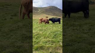 83024 Swanston Farms amp Trails Swanson outside Edinburgh Scotland scotland cows [upl. by Spike]