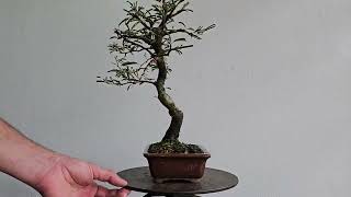 Bonsai Calliandra Branca 6 Anos [upl. by Llednik]