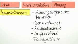 Die innere und äußere Atmung  ein Überblick  Biologie  Humanbiologie [upl. by Nedarb770]