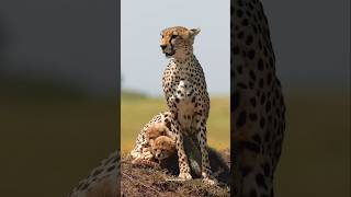 Cute baby cheetah cubs in danger  BBC wildlife [upl. by Cordelia690]