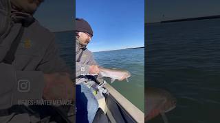 Lake Erie Steelhead Fishing angler lakeerie fishing steelhead catchandrelease trolling [upl. by Adnerol]