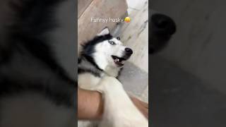 Just another day of my dog overreacting to the smallest things dogreaction DramaQueen funnypets [upl. by Lebasiram]