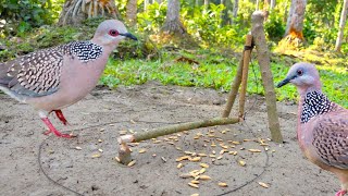 Easy Way to Bird trap from natural garden [upl. by Fradin]