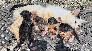 LTT Animal  Miracle at the Dump Mother Cats Heartwarming Rescue 🐾 [upl. by Tica]