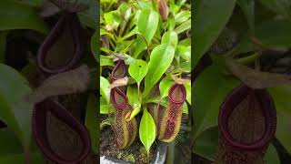 Auction Item Short BE4645  N hamata x glabrata x robcantleyi  New introduction nepenthes [upl. by Hobbie]