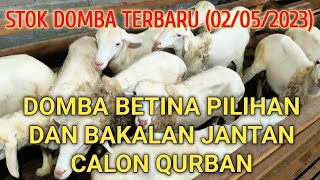 DAFTAR HARGA TERBARU  DOMBA EKOR GEMUK BETINA DAN JANTAN PILIHAN [upl. by Eba339]