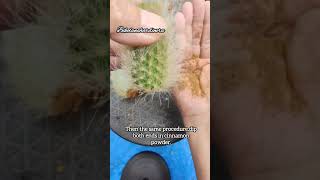 Monkey Tail Cactus Propagation  bikolanahardinera shortvideo cactus propagation [upl. by Akinyt997]