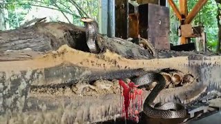 surprising unexpected discovery of a hollow teak log containing a snakes nest of eggs [upl. by Retepnhoj]