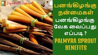 பனங்கிழங்கு வேக வைப்பது எப்படி  பனங்கிழங்கு நன்மைகள்  Palmyra Sprout Recipes [upl. by Annad477]