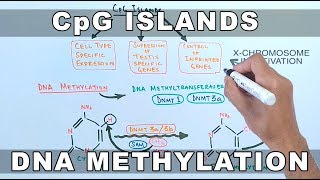 CpG Islands and DNA Methylation [upl. by Adnam]