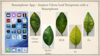 Citrus Diagnostic Application Demonstration [upl. by Llednar]