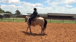 Two DanDee Eyed buckskin mare [upl. by Hepsibah844]