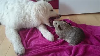 Brutal Dog vs Guinea Pig Fight [upl. by Aisiram263]