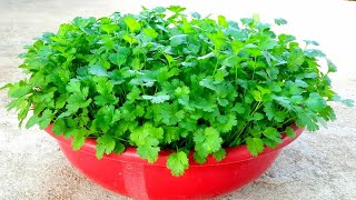 How To Grow Coriander In Summer Season  Coriander Growing Tips [upl. by Edwina]