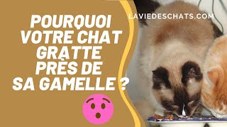 Pourquoi votre chat gratte près de sa gamelle 😲 [upl. by Goran]