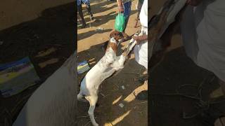 தாத்தா கொண்டு வந்த குட்டி நல்ல தெளிவாவே இருக்கு goad goat goad [upl. by Clerissa]