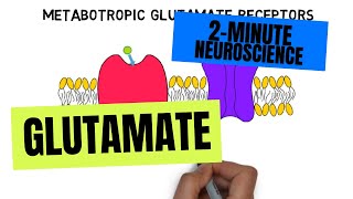 2Minute Neuroscience Glutamate [upl. by Hultin5]