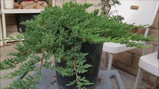 How to make bonsai out of nursery stock for under 30  Juniper Bonsai [upl. by Tomasine]