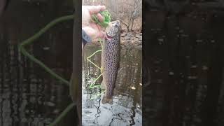 Trout Fishing Pennsylvania Fall Season 2024 [upl. by Adroj193]