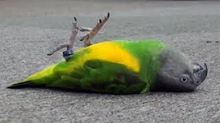 Funnniest Parrots compilation  Animaux drôles 2018 [upl. by Ngo]