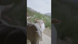 Tennessee Fainting Goats Why They Fall Over [upl. by Elorak]