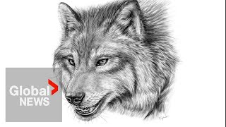 Direwolf jawbone confirmed in Canadian north with new technology [upl. by Ranna]